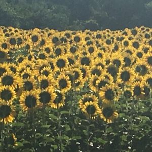 Meet your Posher, Cynthia